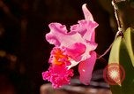 Standbild Blumen Honolulu Hawaii USA, 1967, aus Sekunde 38 historischem Filmmaterial Videoclip 65675065915
