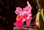 Standbild Blumen Honolulu Hawaii USA, 1967, aus Sekunde 40 historischem Filmmaterial Videoclip 65675065915