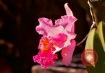 Standbild Blumen Honolulu Hawaii USA, 1967, aus Sekunde 41 historischem Filmmaterial Videoclip 65675065915