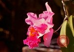 Standbild Blumen Honolulu Hawaii USA, 1967, aus Sekunde 43 historischem Filmmaterial Videoclip 65675065915