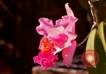 Standbild Blumen Honolulu Hawaii USA, 1967, aus Sekunde 44 historischem Filmmaterial Videoclip 65675065915