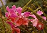 Standbild Blumen Honolulu Hawaii USA, 1967, aus Sekunde 46 historischem Filmmaterial Videoclip 65675065915