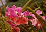 Standbild Blumen Honolulu Hawaii USA, 1967, aus Sekunde 49 historischem Filmmaterial Videoclip 65675065915