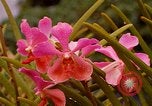 Standbild Blumen Honolulu Hawaii USA, 1967, aus Sekunde 50 historischem Filmmaterial Videoclip 65675065915