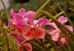 Standbild Blumen Honolulu Hawaii USA, 1967, aus Sekunde 51 historischem Filmmaterial Videoclip 65675065915
