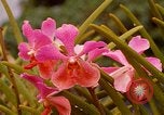 Standbild Blumen Honolulu Hawaii USA, 1967, aus Sekunde 57 historischem Filmmaterial Videoclip 65675065915