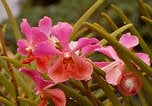 Standbild Blumen Honolulu Hawaii USA, 1967, aus Sekunde 59 historischem Filmmaterial Videoclip 65675065915