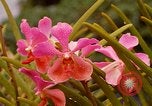 Standbild Blumen Honolulu Hawaii USA, 1967, aus Sekunde 60 historischem Filmmaterial Videoclip 65675065915
