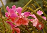 Standbild Blumen Honolulu Hawaii USA, 1967, aus Sekunde 61 historischem Filmmaterial Videoclip 65675065915