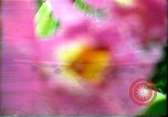 Standbild Landschaft Hawaii USA, 1978, aus Sekunde 39 historischem Filmmaterial Videoclip 65675065939