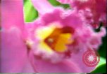 Standbild Landschaft Hawaii USA, 1978, aus Sekunde 40 historischem Filmmaterial Videoclip 65675065939