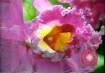 Standbild Landschaft Hawaii USA, 1978, aus Sekunde 41 historischem Filmmaterial Videoclip 65675065939