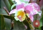 Standbild Landschaft Hawaii USA, 1978, aus Sekunde 42 historischem Filmmaterial Videoclip 65675065939