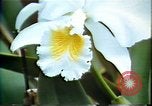 Standbild Landschaft Hawaii USA, 1978, aus Sekunde 43 historischem Filmmaterial Videoclip 65675065939