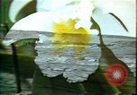 Standbild Landschaft Hawaii USA, 1978, aus Sekunde 44 historischem Filmmaterial Videoclip 65675065939