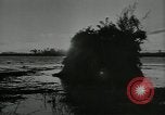 Immagine di Gli uccelli United States USA, 1955, secondo 9 filmato di repertorio 65675065963