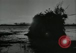 Immagine di Gli uccelli United States USA, 1955, secondo 10 filmato di repertorio 65675065963