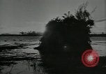 Immagine di Gli uccelli United States USA, 1955, secondo 11 filmato di repertorio 65675065963