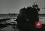 Immagine di Gli uccelli United States USA, 1955, secondo 12 filmato di repertorio 65675065963