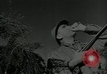 Immagine di Gli uccelli United States USA, 1955, secondo 18 filmato di repertorio 65675065963