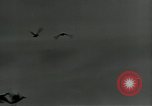 Immagine di Gli uccelli United States USA, 1955, secondo 21 filmato di repertorio 65675065963