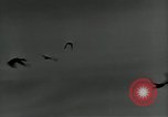 Immagine di Gli uccelli United States USA, 1955, secondo 22 filmato di repertorio 65675065963