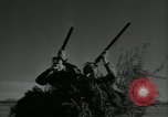 Immagine di Gli uccelli United States USA, 1955, secondo 26 filmato di repertorio 65675065963