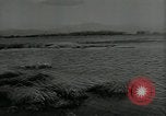 Immagine di Gli uccelli United States USA, 1955, secondo 27 filmato di repertorio 65675065963