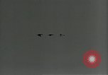 Immagine di Gli uccelli United States USA, 1955, secondo 29 filmato di repertorio 65675065963