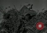 Immagine di Gli uccelli United States USA, 1955, secondo 30 filmato di repertorio 65675065963