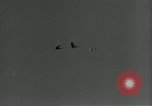Immagine di Gli uccelli United States USA, 1955, secondo 31 filmato di repertorio 65675065963