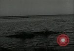Immagine di Gli uccelli United States USA, 1955, secondo 39 filmato di repertorio 65675065963
