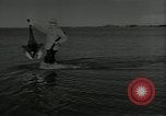 Immagine di Gli uccelli United States USA, 1955, secondo 41 filmato di repertorio 65675065963