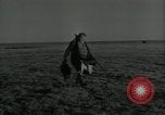 Immagine di Gli uccelli United States USA, 1955, secondo 44 filmato di repertorio 65675065963
