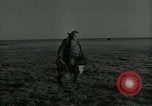 Immagine di Gli uccelli United States USA, 1955, secondo 45 filmato di repertorio 65675065963