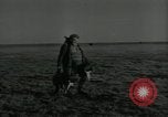 Immagine di Gli uccelli United States USA, 1955, secondo 46 filmato di repertorio 65675065963