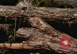 Standbild einzelnen Camouflage United States USA, 1967, aus Sekunde 3 historischem Filmmaterial Videoclip 65675065973