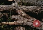 Standbild einzelnen Camouflage United States USA, 1967, aus Sekunde 4 historischem Filmmaterial Videoclip 65675065973