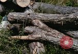 Standbild einzelnen Camouflage United States USA, 1967, aus Sekunde 5 historischem Filmmaterial Videoclip 65675065973