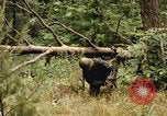 Standbild einzelnen Camouflage United States USA, 1967, aus Sekunde 47 historischem Filmmaterial Videoclip 65675065973