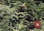 Image of individual camouflage United States USA, 1967, second 28 stock footage video 65675065976