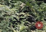 Image of individual camouflage United States USA, 1967, second 29 stock footage video 65675065976