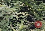 Image of individual camouflage United States USA, 1967, second 30 stock footage video 65675065976