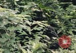 Image of individual camouflage United States USA, 1967, second 31 stock footage video 65675065976