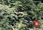 Image of individual camouflage United States USA, 1967, second 32 stock footage video 65675065976