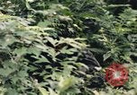 Image of individual camouflage United States USA, 1967, second 33 stock footage video 65675065976