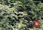 Image of individual camouflage United States USA, 1967, second 34 stock footage video 65675065976