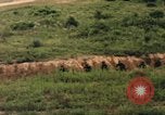 Image of individual camouflage United States USA, 1967, second 55 stock footage video 65675065976