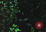 Image of individual camouflage United States USA, 1967, second 8 stock footage video 65675065977