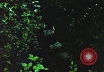Image of individual camouflage United States USA, 1967, second 12 stock footage video 65675065977